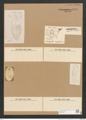 Diatomeae indet. (de-Toni-Nr.: Species 1935 ?) Zeichnungen Sammlung Grunow Nr. 3896 (NHMW-BOT-W0371617)